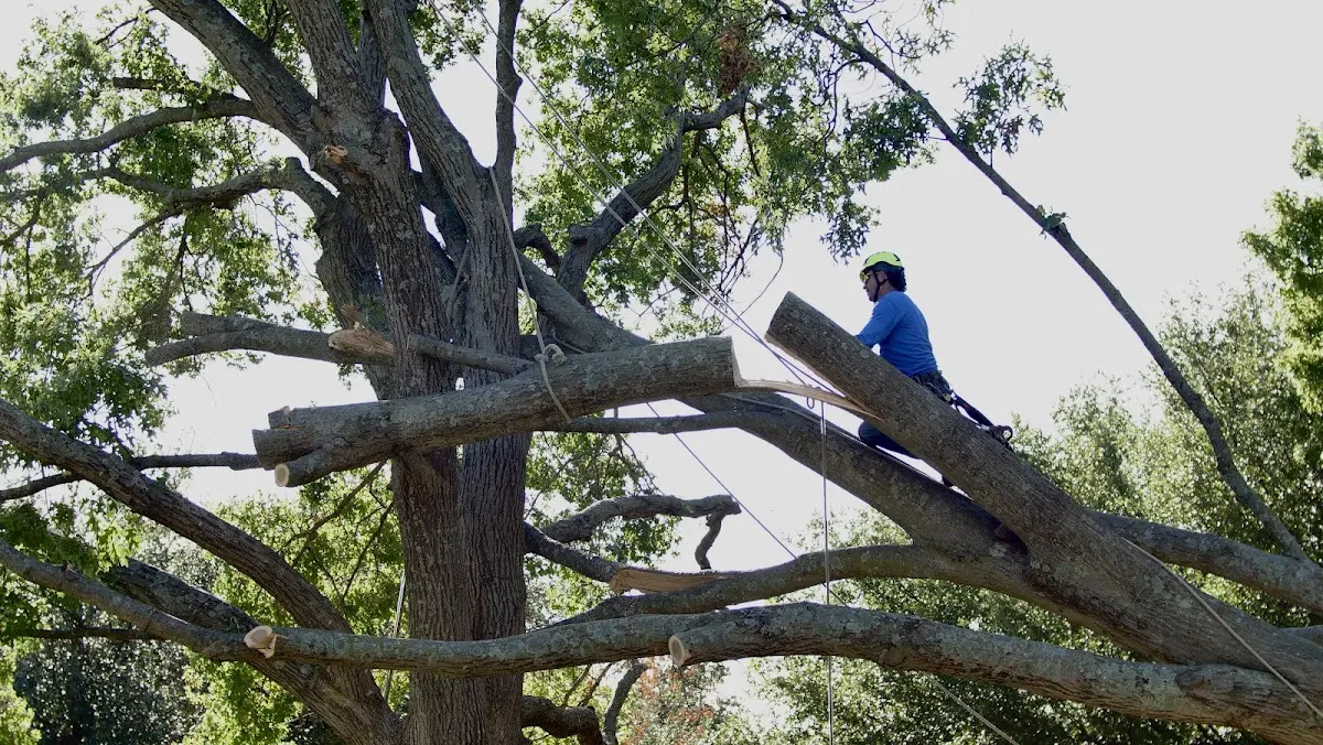 Professional Crown Thinning performed by certified arborists in Mount Jackson